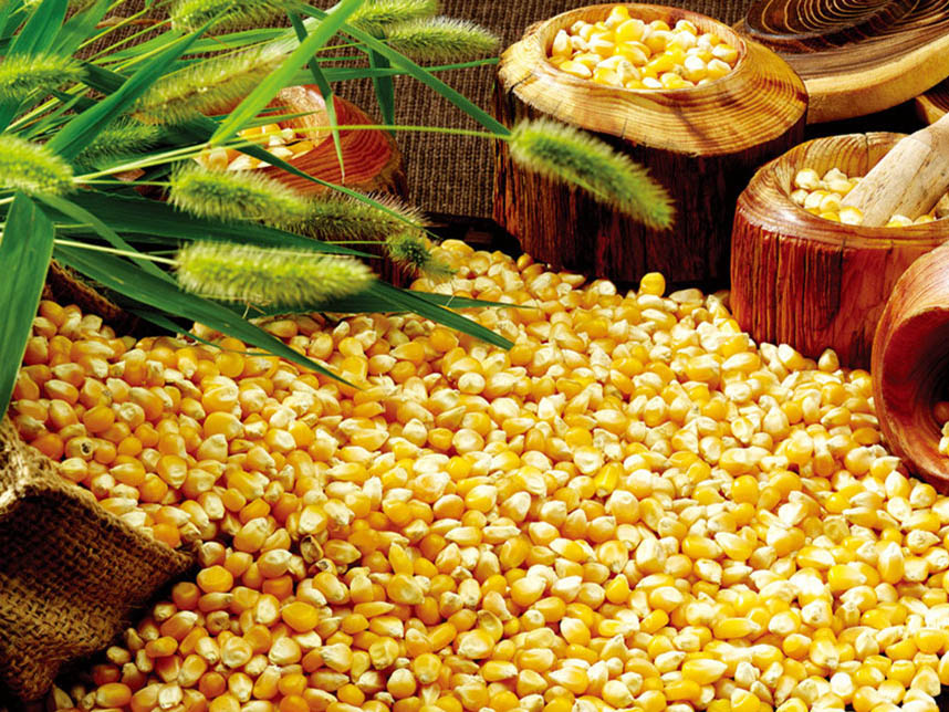 YELLOW MAIZE